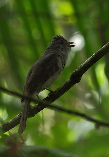 Helmeted pygmy tyrant